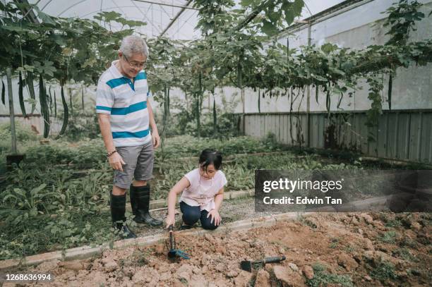 asian chinese young girl helping her grandparent during weekend at the organic farm seeding bonding time - granddaughter stock pictures, royalty-free photos & images