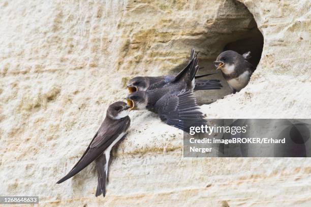 sand martins (riparia riparia), feeding of young birds, emsland, lower saxony, germany - riparia riparia stock pictures, royalty-free photos & images