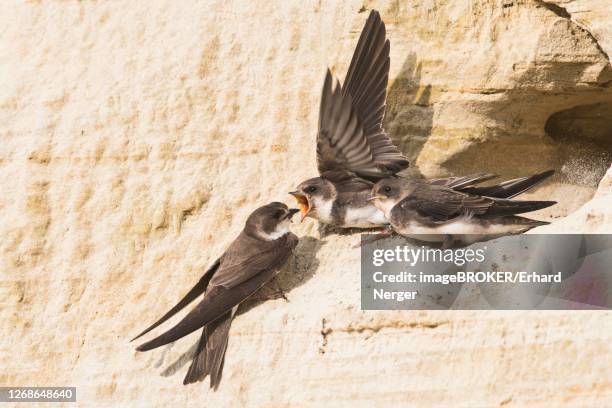 sand martins (riparia riparia), feeding of young birds, emsland, lower saxony, germany - riparia riparia stock pictures, royalty-free photos & images