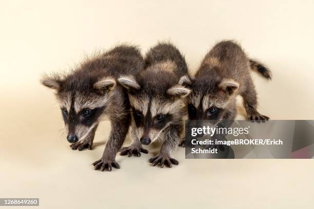 8 Week Raccoon 977 Young Raccoons Stock Photos, High-Res Pictures, and Images - Getty ...