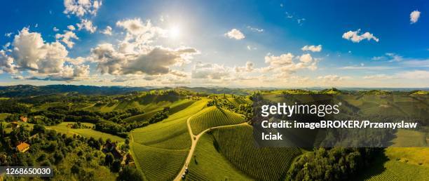 panorama, vineyards in the wine route region of southern styria, austria - styria stock-fotos und bilder