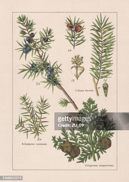 nadelstellen, chromolithograph, erschienen 1895 - botany stock-grafiken, -clipart, -cartoons und -symbole