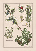 Coniferes, chromolithograph, published in 1895