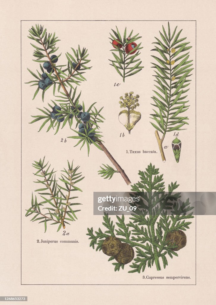 Coniferes, chromolithograph, published in 1895