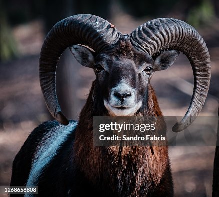 551 Aries Ram Stock Photos, Pictures, and - Images