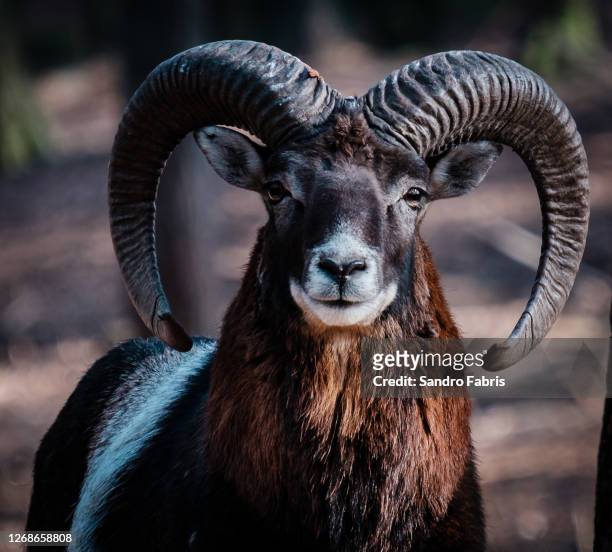 ram aries - ram stock pictures, royalty-free photos & images