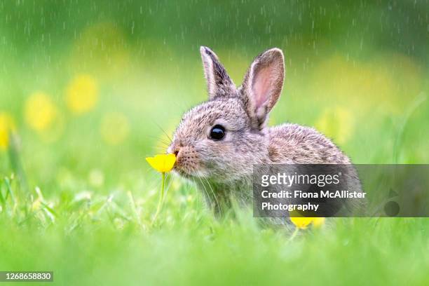 wild bunny rabbit sniffing flower - easter rabbit ストックフォトと画像