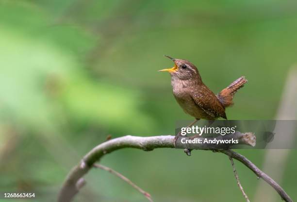 eurasian wren - songbird stock pictures, royalty-free photos & images