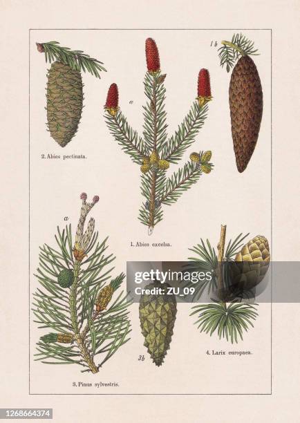 stockillustraties, clipart, cartoons en iconen met coniferen, chromolithograaf, gepubliceerd in 1895 - spar conifeer