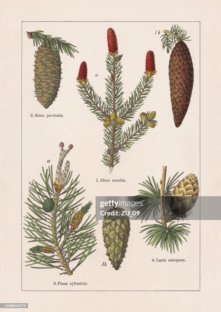 Coniferes, chromolithograph, published in 1895
