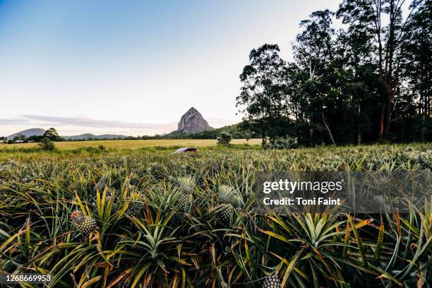 pineapple farm - farm australia stock pictures, royalty-free photos & images