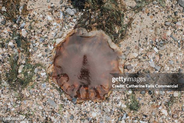 washed up lions mane jellyfish - lions mane jellyfish - fotografias e filmes do acervo