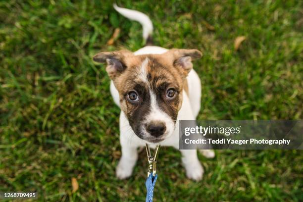 mixed-breed puppy with leash looks up - leash stock pictures, royalty-free photos & images