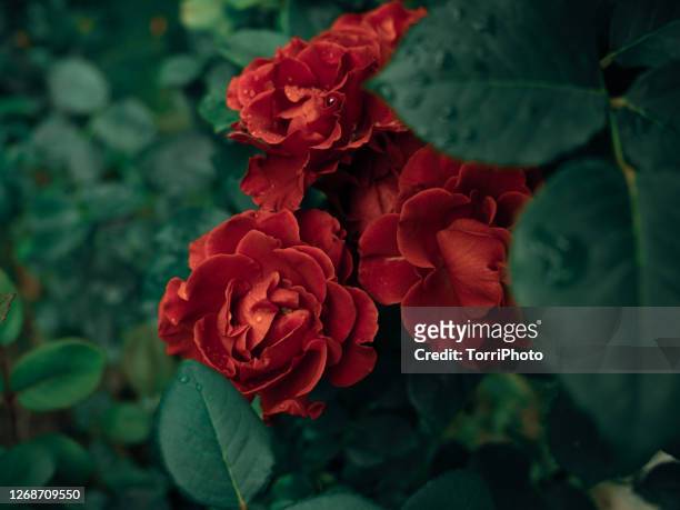 1,100 Rose Garden Background Photos and Premium High Res Pictures - Getty  Images