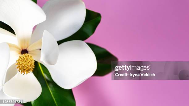 beautiful creamy white southern magnolia flower blossom. - build presents sensitive skin stock pictures, royalty-free photos & images