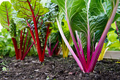 Brightly coloured stems of rainbow chard