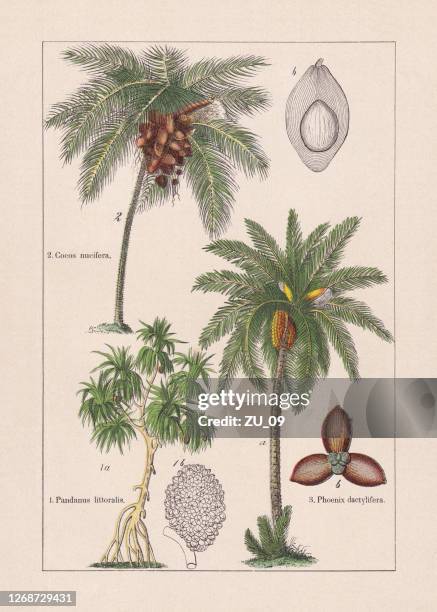 單體,棕櫚樹,色度石刻,發表於1895年。 - cocos plant 幅插畫檔、美工圖案、卡通及圖標