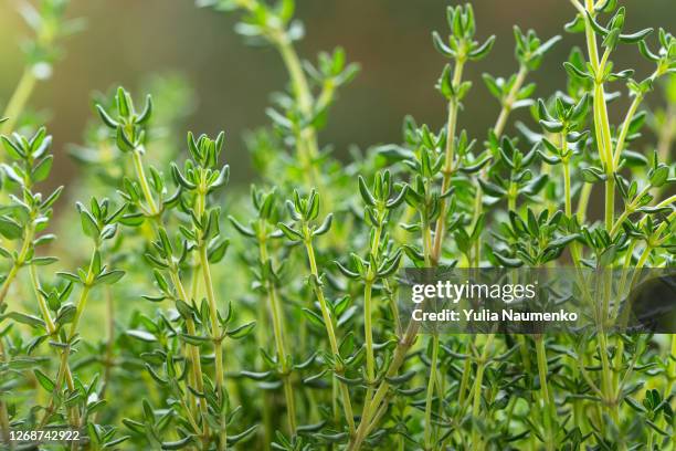 food background. fresh thyme herb. - tijm stockfoto's en -beelden