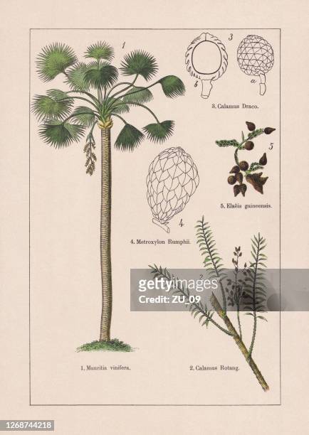 stockillustraties, clipart, cartoons en iconen met monocotyledons, palmbomen, chromolithograaf, gepubliceerd in 1895 - rotan