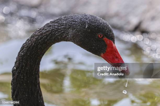 Black swan try to cool off during a hot weather at Kugulu Park in Ankara, Turkiye on June 29, 2023.