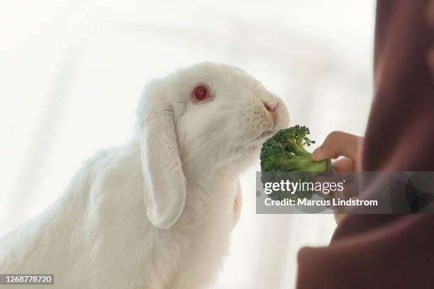 rabbits favorite food