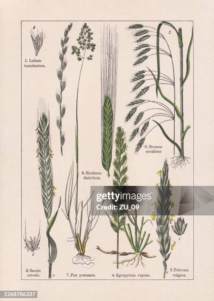 monocotyledons, grasses, chromolithograph, published in 1895 - barley field green stock illustrations