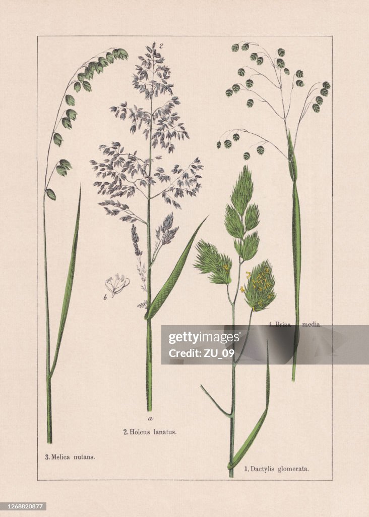 Monocotyledons, grasses, chromolithograph, published in 1895