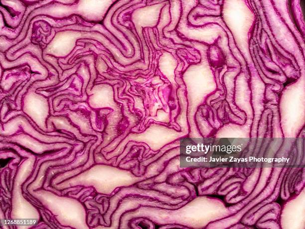 cross section of red cabbage - cabbage leafs stock-fotos und bilder