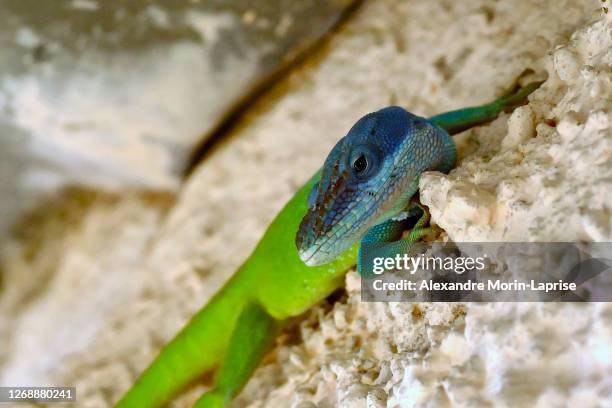 the blue-headed anole (anolis allisoni) is a very common species of lizard in cuba - dragon headed stock pictures, royalty-free photos & images