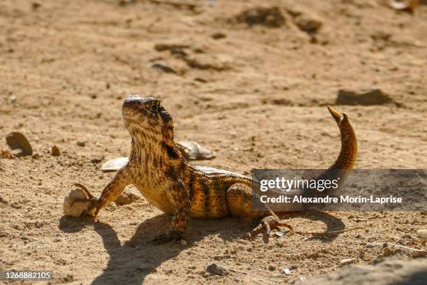 a lizard (leiocephalus cubensis) in the sand of guanaroca lagoon, cuba - geco foto e immagini stock