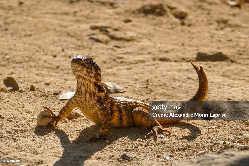A Lizard (Leiocephalus cubensis) in the Sand of Guanaroca Lagoon, Cuba