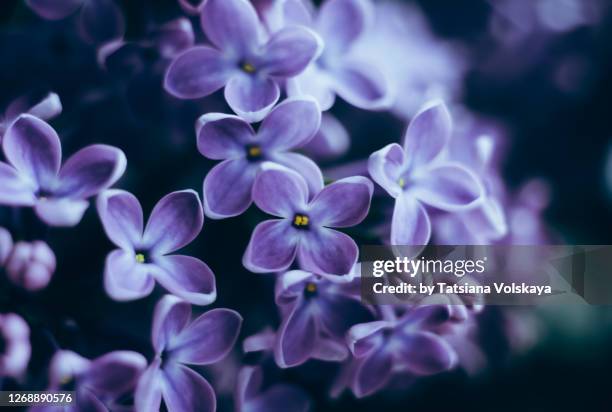 Lilac Roses Texture 744 Lavender Flowers Texture Stock Photos, High-Res Pictures, and ...