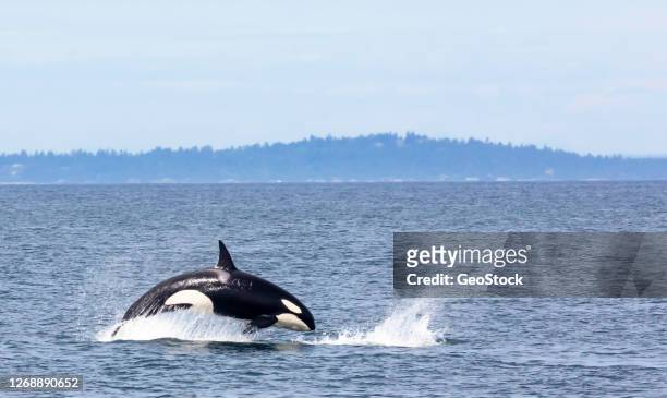 an orca whale breaches, chasing prey - victoria canada stock-fotos und bilder