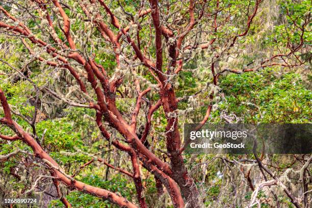 pacific madrone tree in a forest - pacific madrone stockfoto's en -beelden