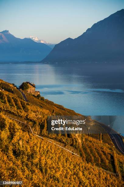 weinberge von lavaux - kanton waadt stock-fotos und bilder