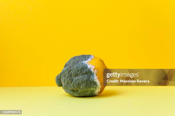 yellow lemon covered with gray mold - odd one out obscure stock-fotos und bilder