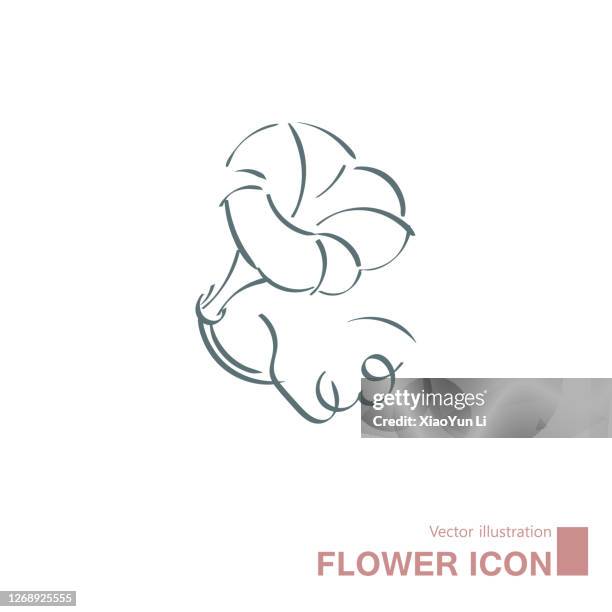 vector drawn flowers. - morning glory stock illustrations