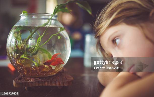 het kind let op de vissen van het huisdieren van de familie in vissenkom thuis - siamese fighting fish stockfoto's en -beelden