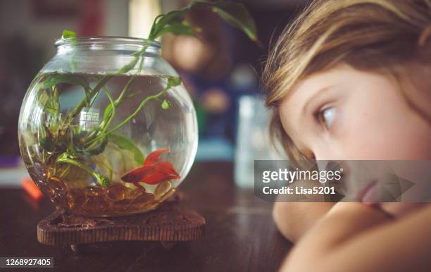 child watches family pet fish in fishbowl at home - siamese fighting fish stock pictures, royalty-free photos & images