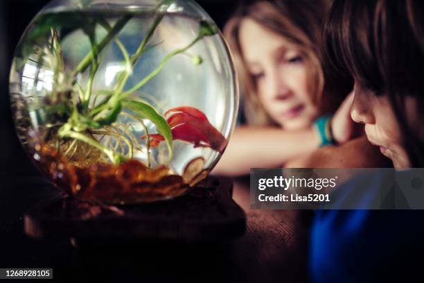 kinder beobachten familientierfische in fishbowl zu hause - aquarium home stock-fotos und bilder
