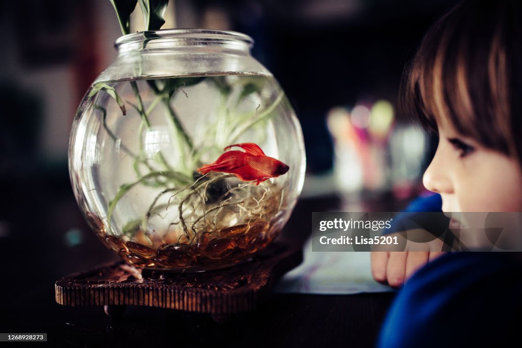 Child gazes at pet fish