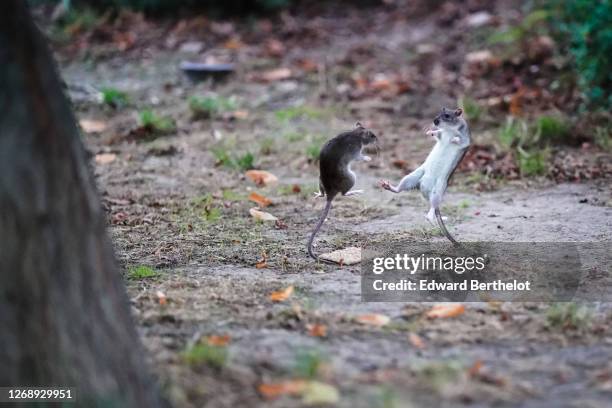 Male Rats Fighting Rats Fighting Photos and Premium High Res Pictures - Getty Images