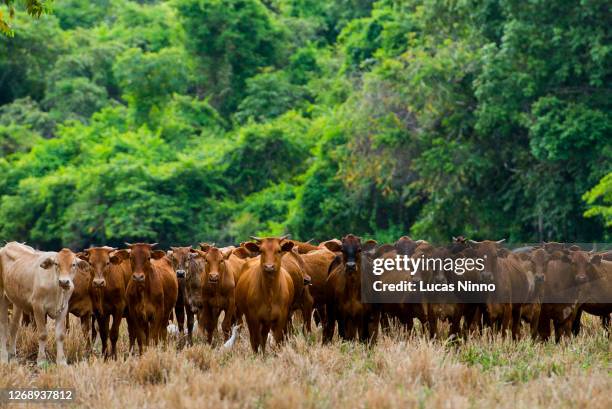 brazilian sindhi (sindi) cattle with amazon rainforest in the background - ontbossing stockfoto's en -beelden