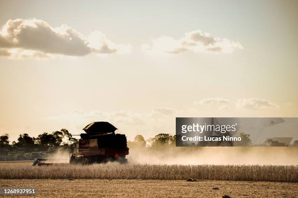 combine harvester - harvesting soybeans - combine harvester stock pictures, royalty-free photos & images