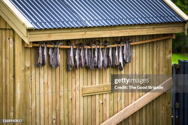 dried fish hanging on side of wooden house - faroe islands food stock pictures, royalty-free photos & images