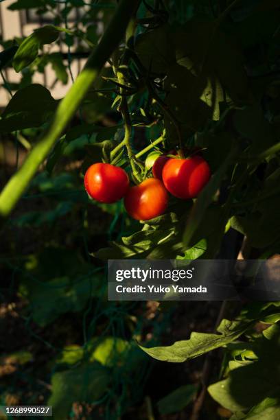 red cherry tomatoes in domestic garden - clair obscur stockfoto's en -beelden