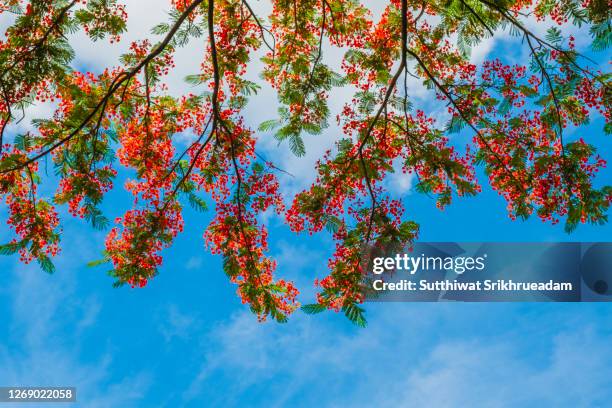 low angle view of royal poinciana flowers - delonix regia stock pictures, royalty-free photos & images