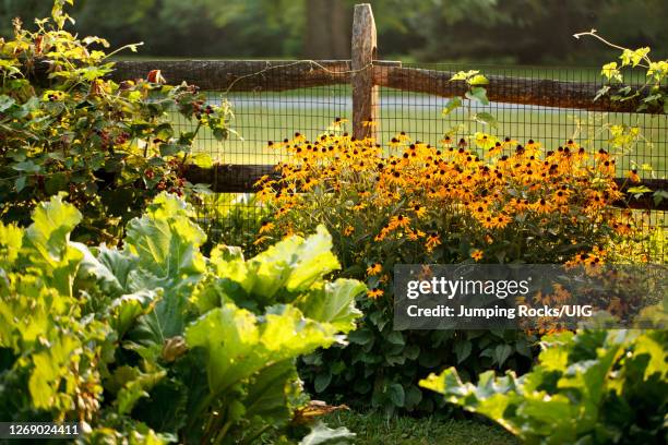 corner garden with fence - black eyed susan vine stock pictures, royalty-free photos & images