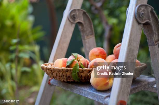 small basket with freshly harvested peaches placed on a ladder - peach orchard stock pictures, royalty-free photos & images