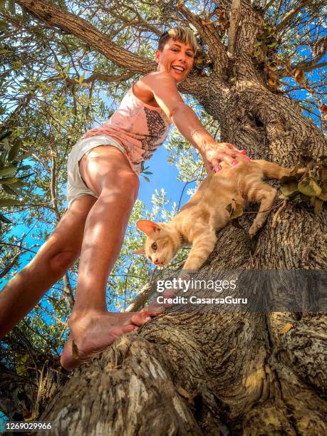 rescuing a frighten domestic cat from tree - cat rescue stock pictures, royalty-free photos & images